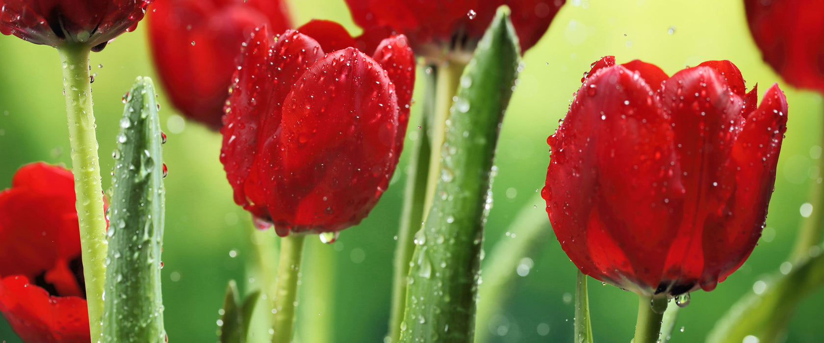 Rote Tulpen mit Tropfen bedeckt, Glasbild Panorama