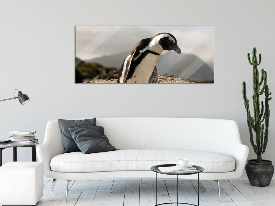 Afrikanischer Pinguin beobachtet, Glasbild Panorama