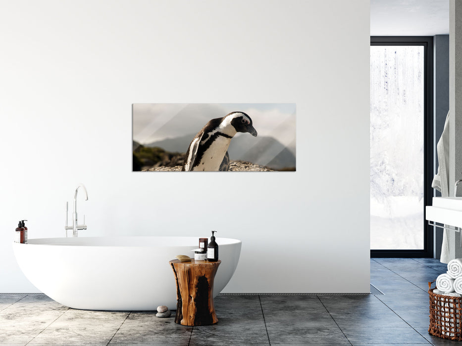 Afrikanischer Pinguin beobachtet, Glasbild Panorama