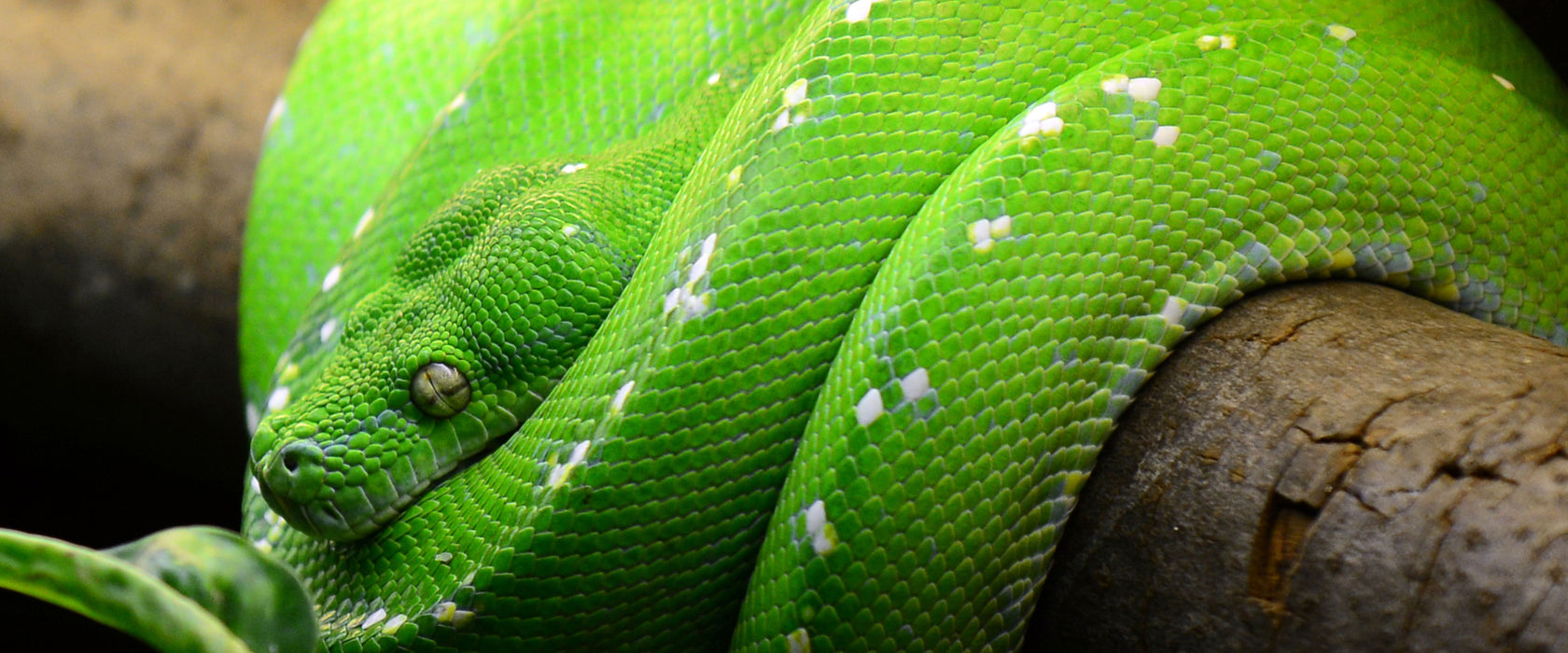 Grüne exotische Schlange, Glasbild Panorama