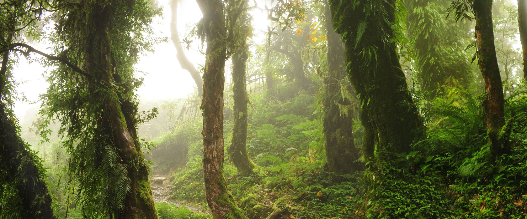 Tropischer La Selva Dschungel, Glasbild Panorama