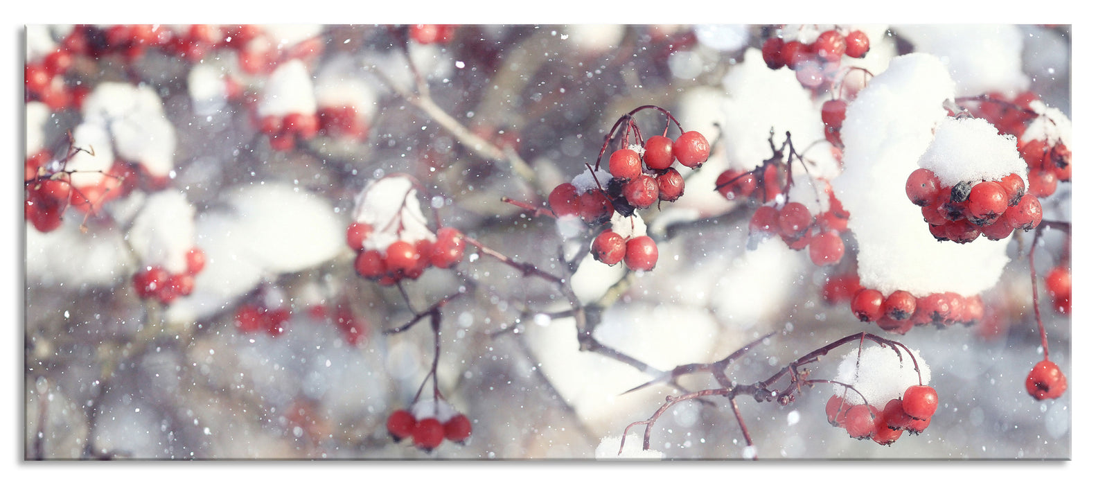 Pixxprint Vogelbeeren mit Schnee bedeckt, Glasbild Panorama