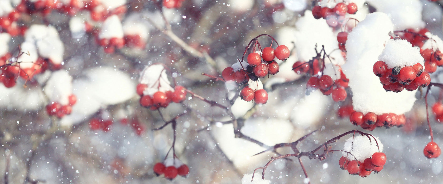 Vogelbeeren mit Schnee bedeckt, Glasbild Panorama