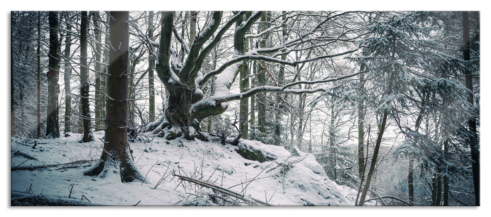 Pixxprint Wald mit Schnee bedeckt, Glasbild Panorama