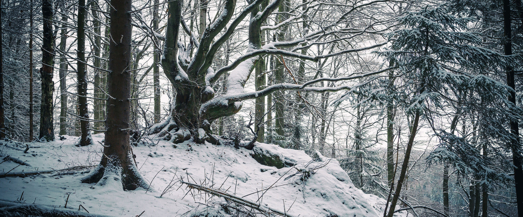 Wald mit Schnee bedeckt, Glasbild Panorama