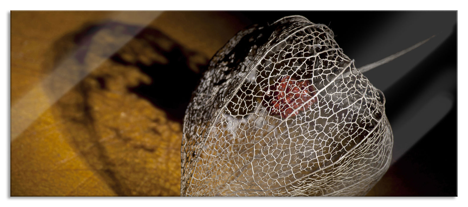 Pixxprint Schatten einer Physalis, Glasbild Panorama