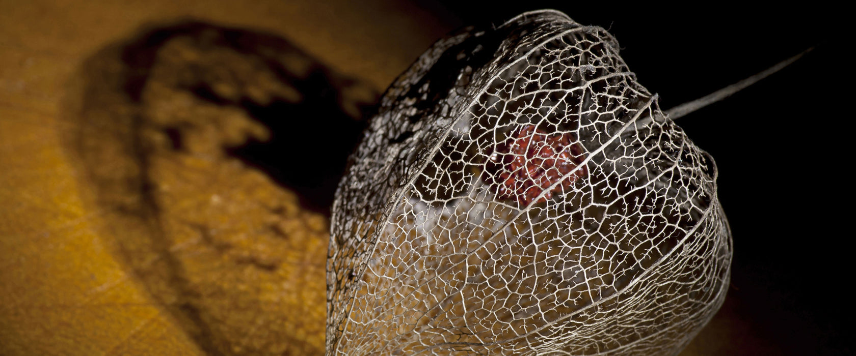 Schatten einer Physalis, Glasbild Panorama