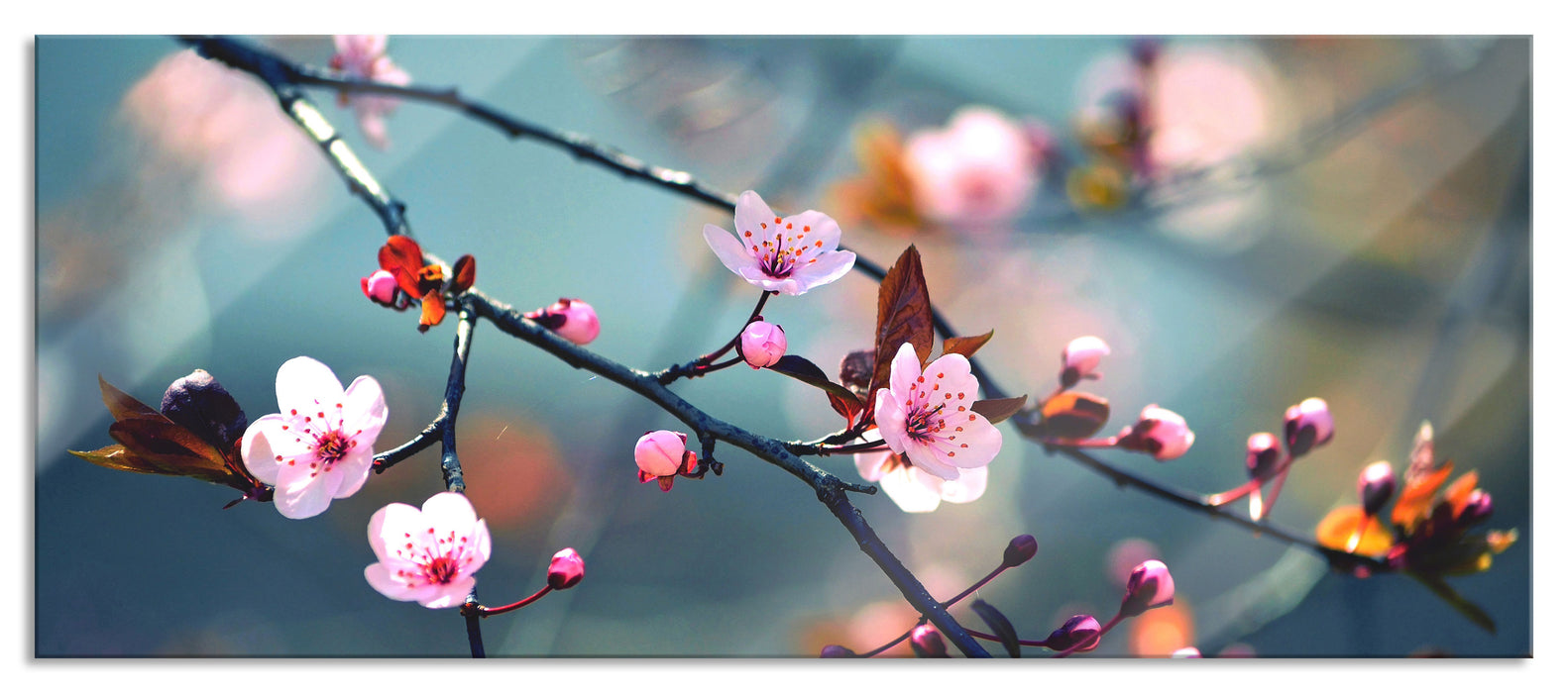 Pixxprint Exotische Sakura Blüten, Glasbild Panorama