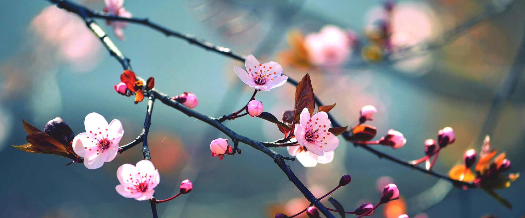 Exotische Sakura Blüten, Glasbild Panorama