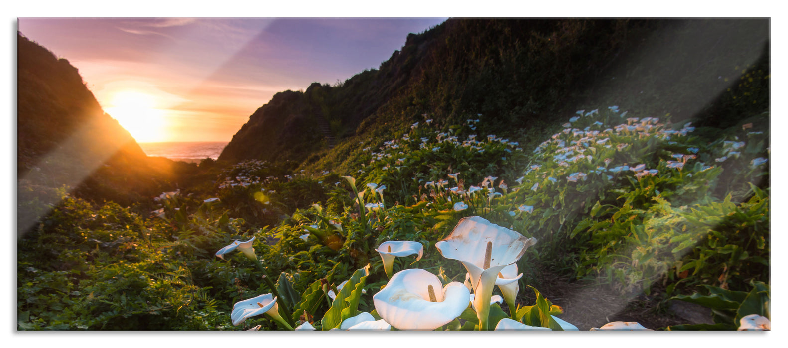 Pixxprint Blumenwiese in den Bergen, Glasbild Panorama