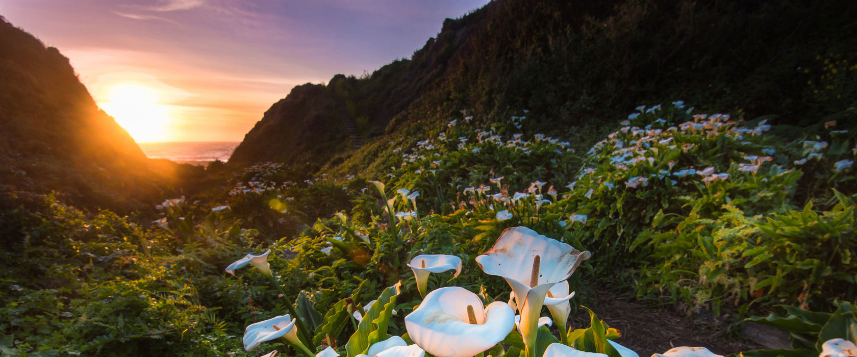 Blumenwiese in den Bergen, Glasbild Panorama