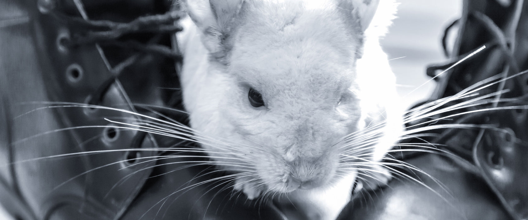 Chinchilla zwischen Schuhen, Glasbild Panorama