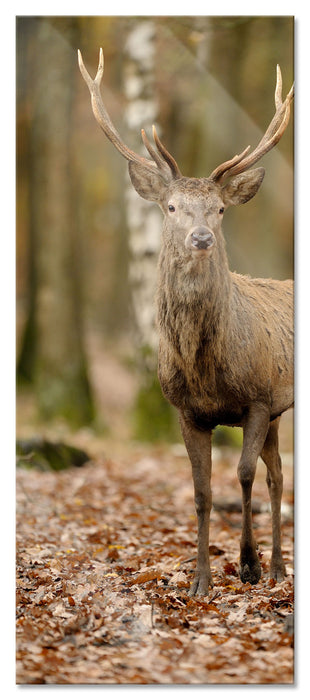 Pixxprint Schöner Hirsch im Wald, Glasbild Panorama