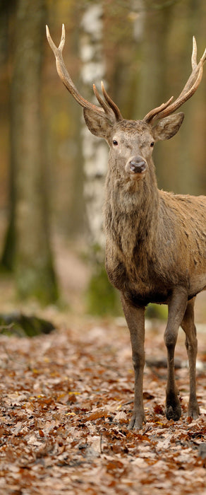 Schöner Hirsch im Wald, Glasbild Panorama