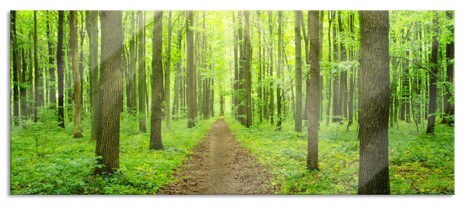 Pixxprint Sonne im Wald, Glasbild Panorama