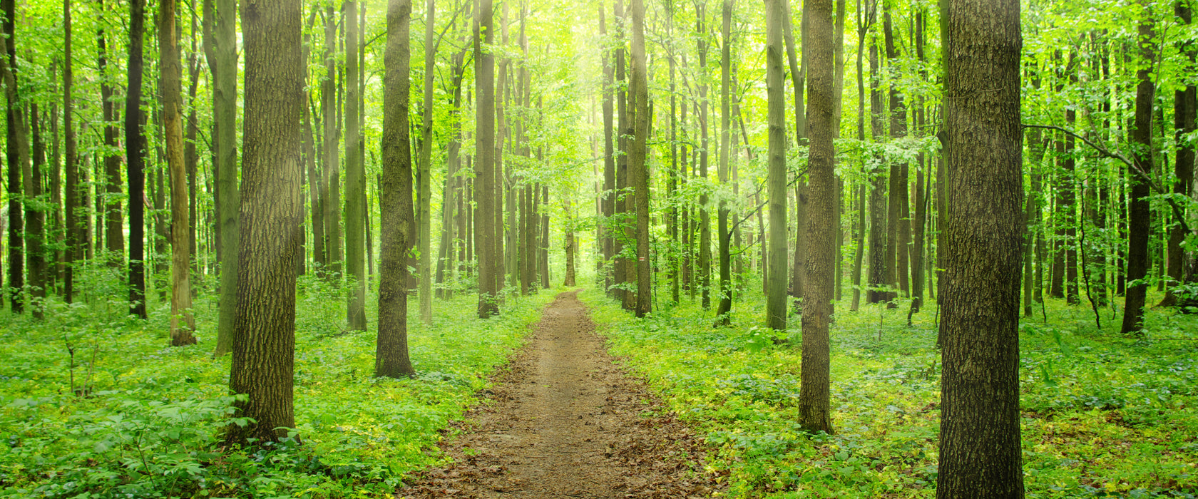 Sonne im Wald, Glasbild Panorama