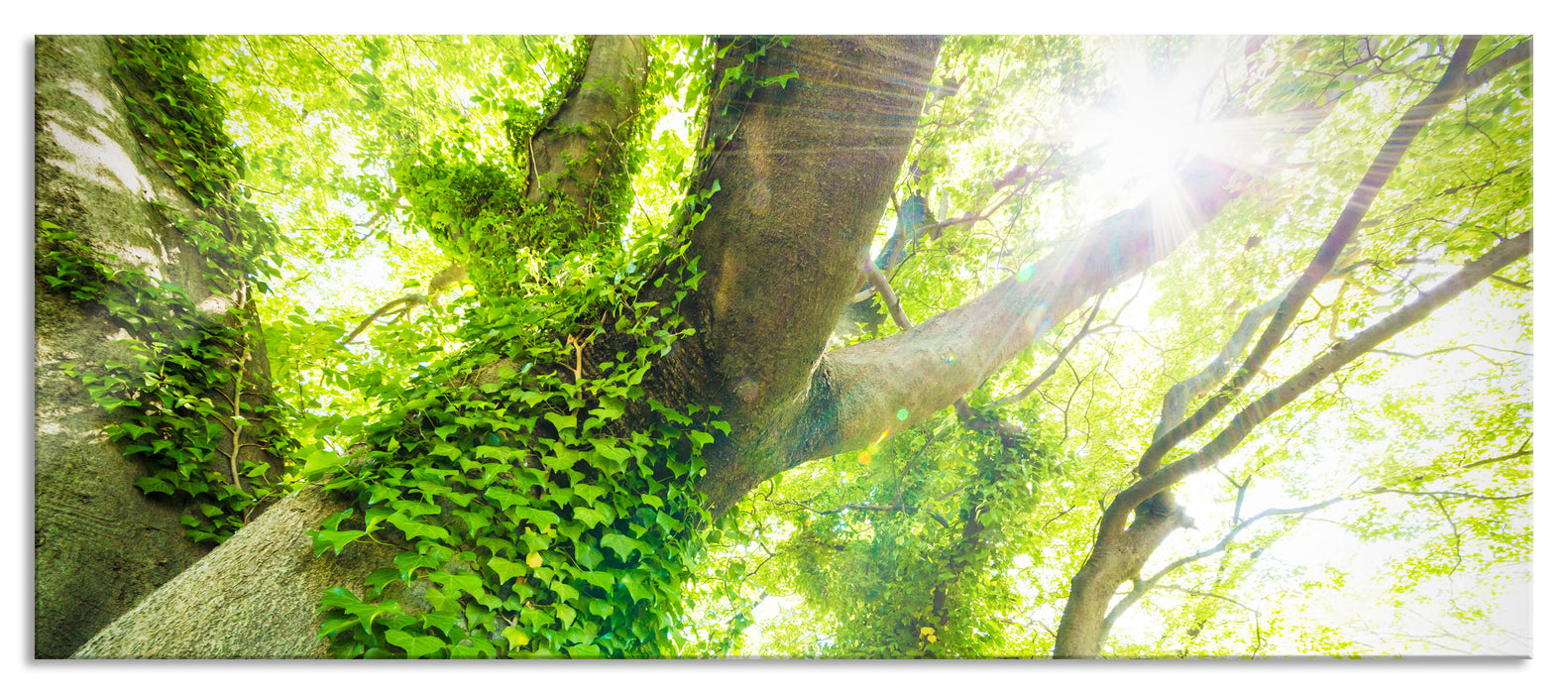 Pixxprint Baum im Sonnenlicht, Glasbild Panorama