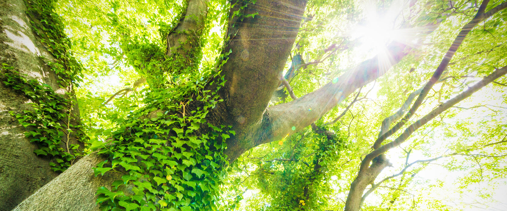 Baum im Sonnenlicht, Glasbild Panorama