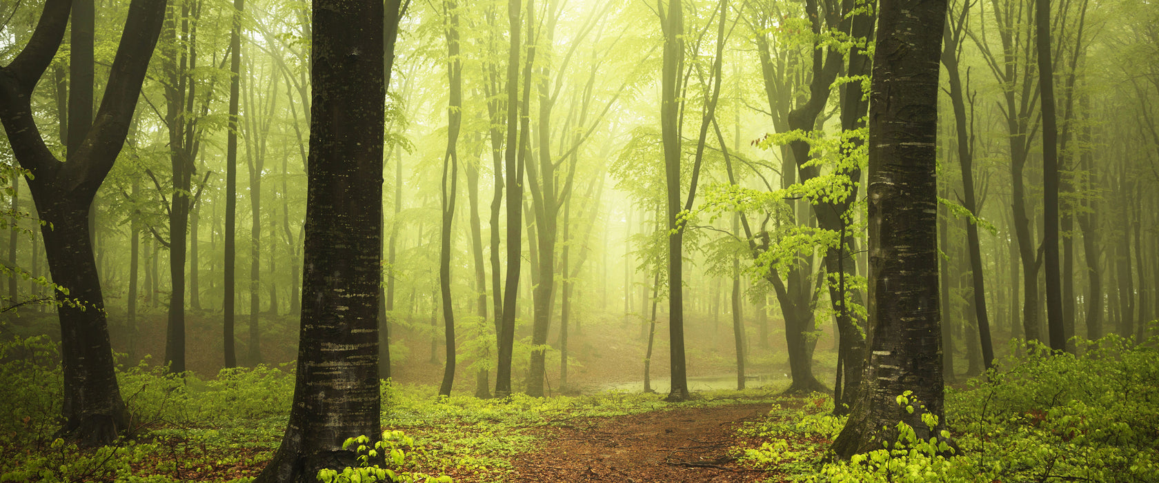 Weg im Wald, Glasbild Panorama