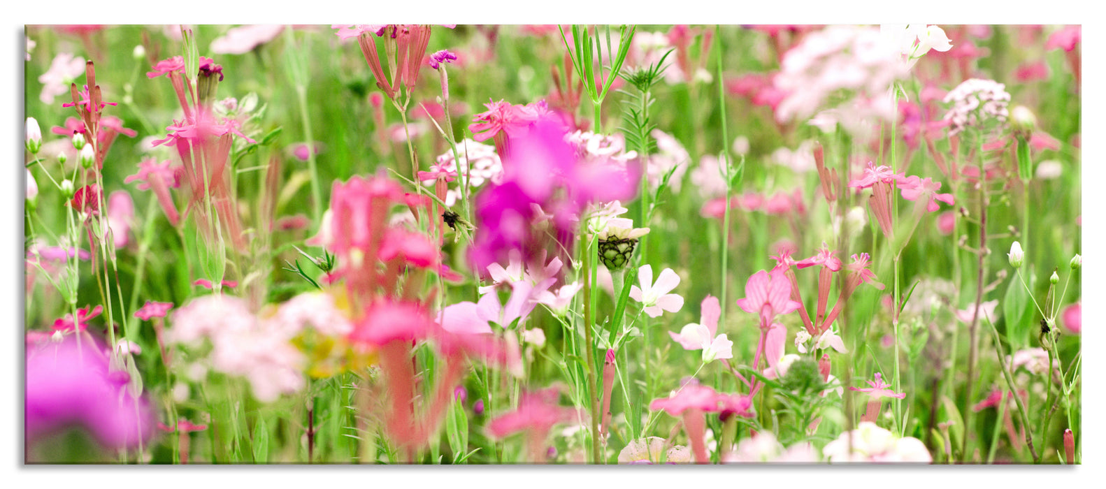 Pixxprint Wundervolle Blumenwiese, Glasbild Panorama