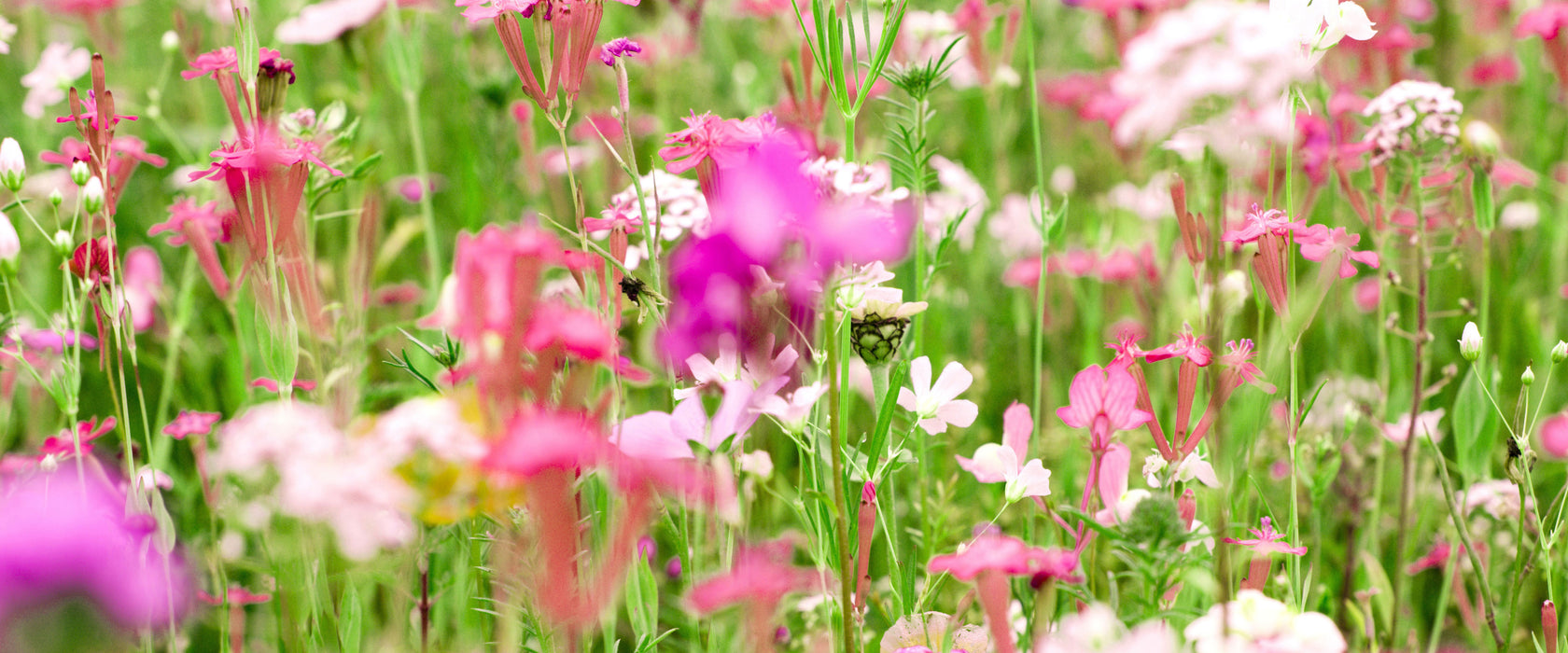 Wundervolle Blumenwiese, Glasbild Panorama