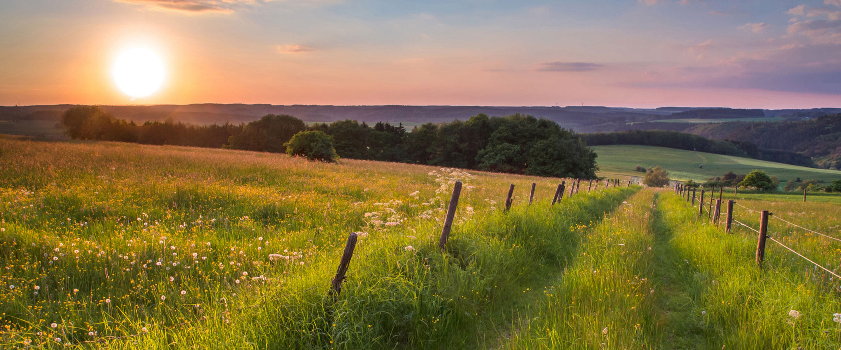 Bergwiese im Sonnenaufgang, Glasbild Panorama