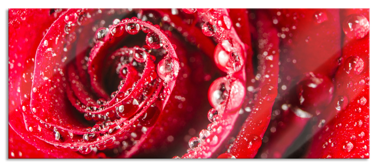 Pixxprint Rose mit Wassertropfen, Glasbild Panorama