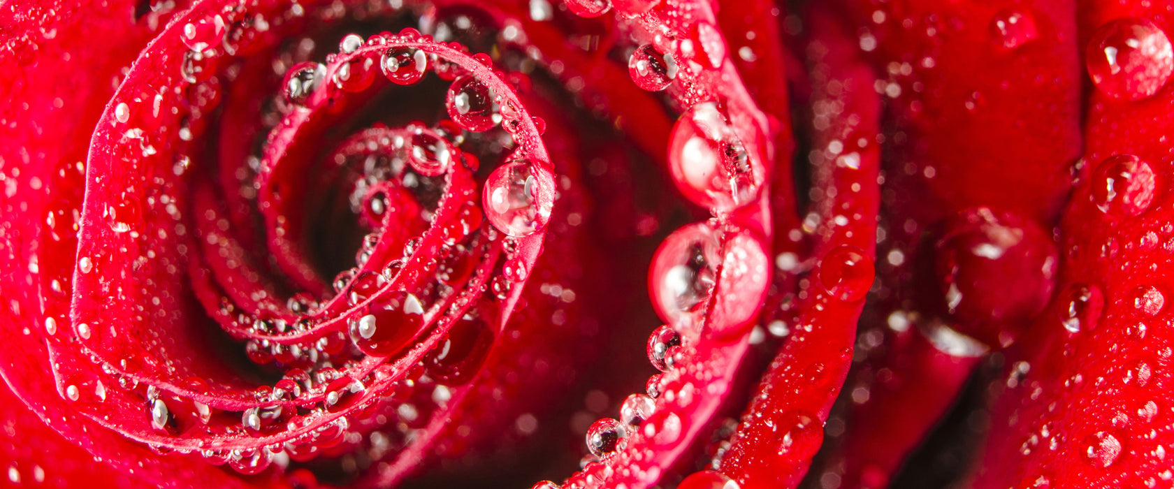 Rose mit Wassertropfen, Glasbild Panorama