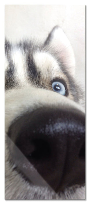 Pixxprint Glücklicher Husky, Glasbild Panorama