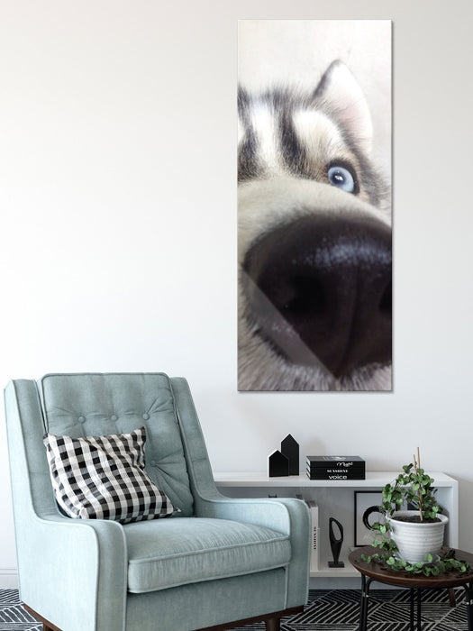 Glücklicher Husky, Glasbild Panorama