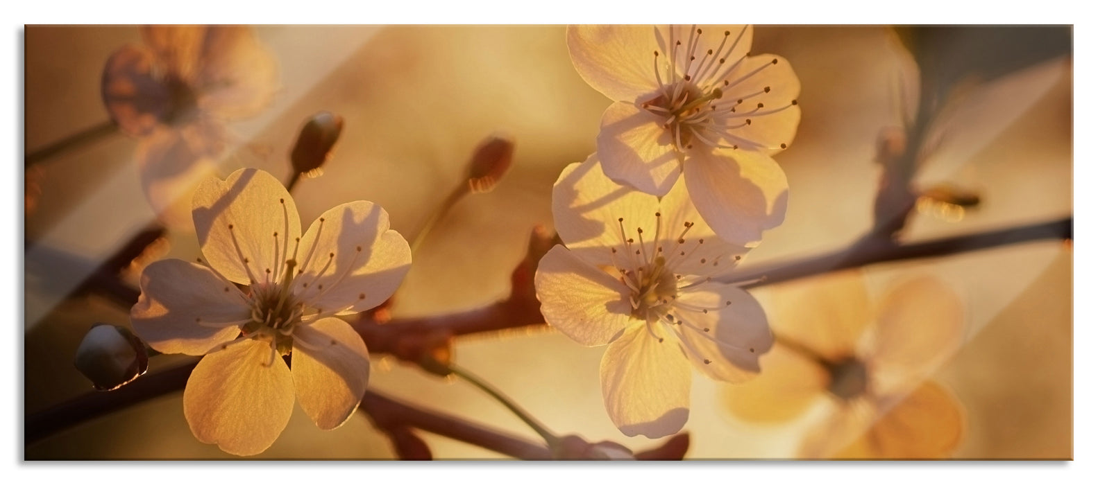 Pixxprint Weiße Blüten im Sonnenlicht, Glasbild Panorama