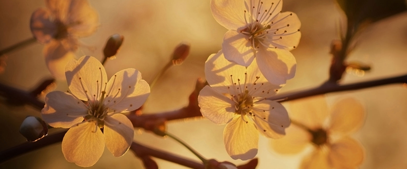 Weiße Blüten im Sonnenlicht, Glasbild Panorama