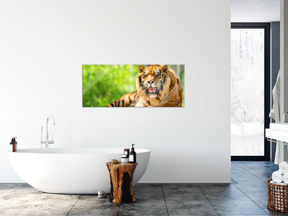 Tiger auf einem Stein, Glasbild Panorama