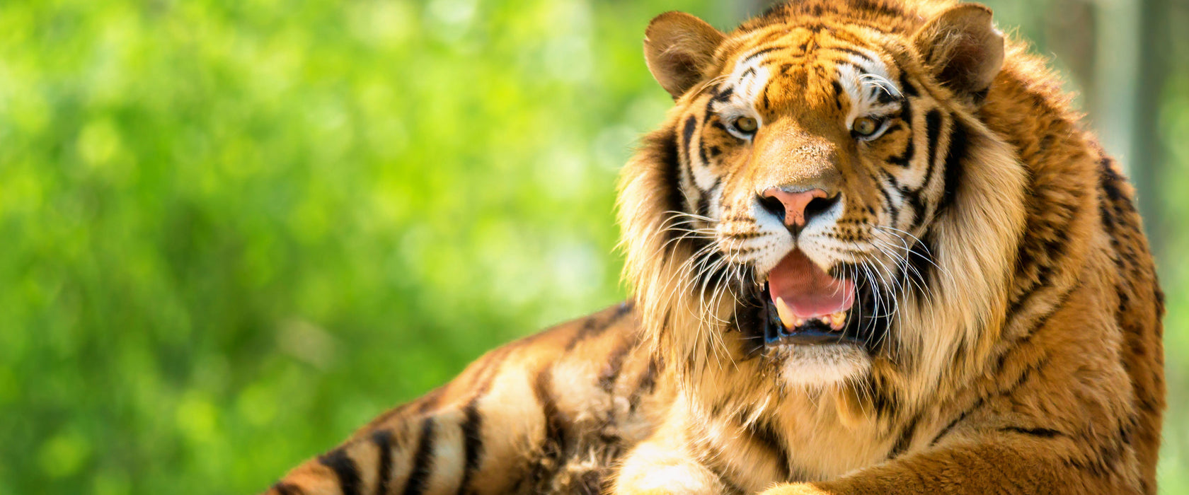 Tiger auf einem Stein, Glasbild Panorama