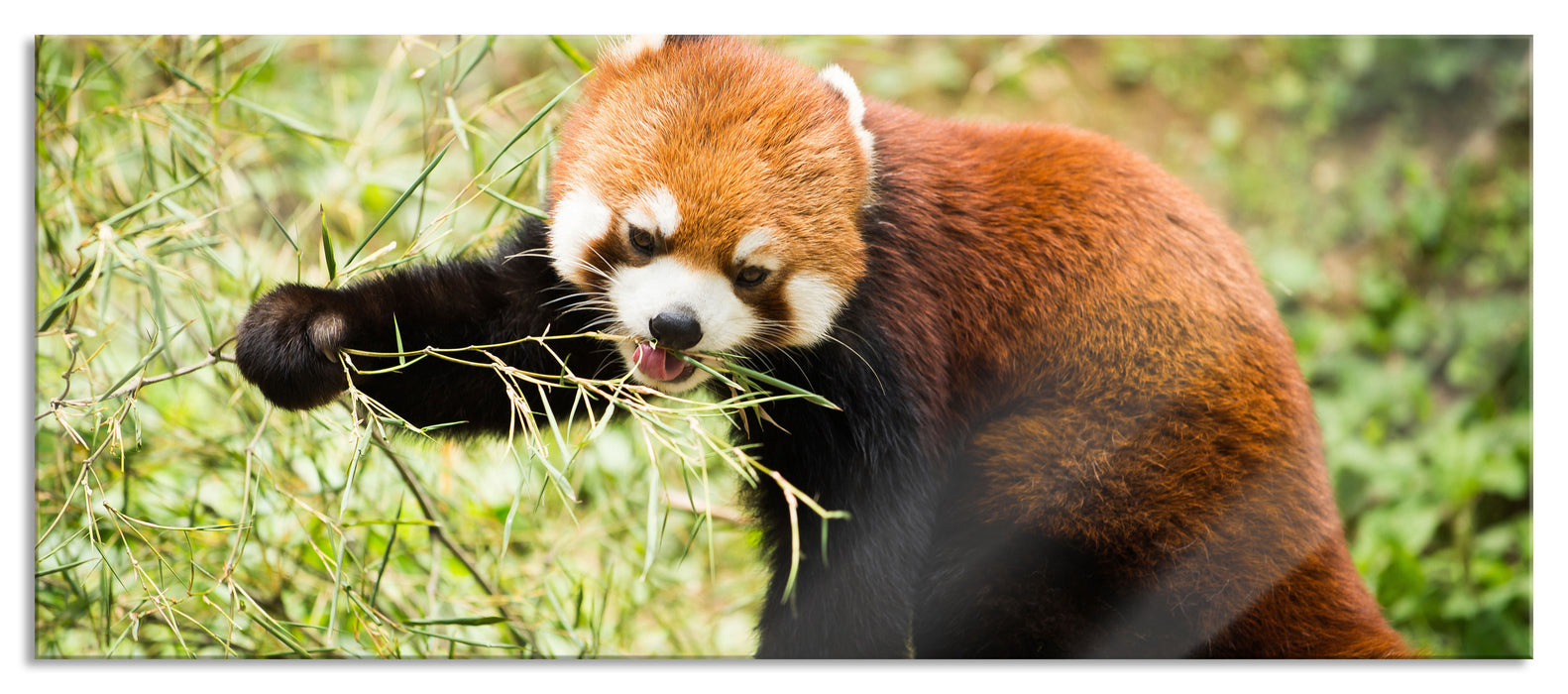 Pixxprint Niedlicher roter Panda, Glasbild Panorama