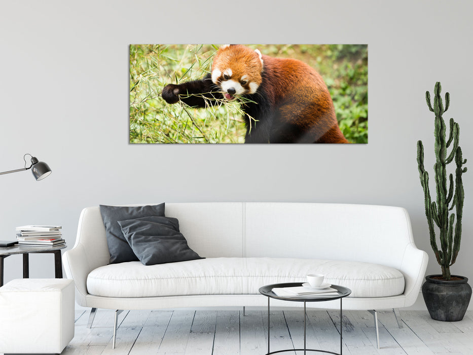 Niedlicher roter Panda, Glasbild Panorama