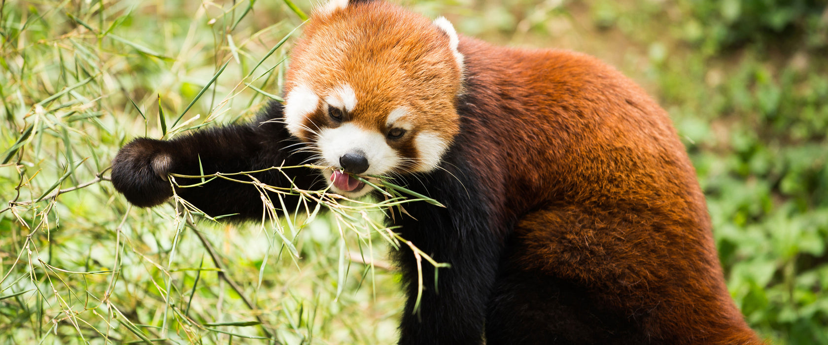 Niedlicher roter Panda, Glasbild Panorama