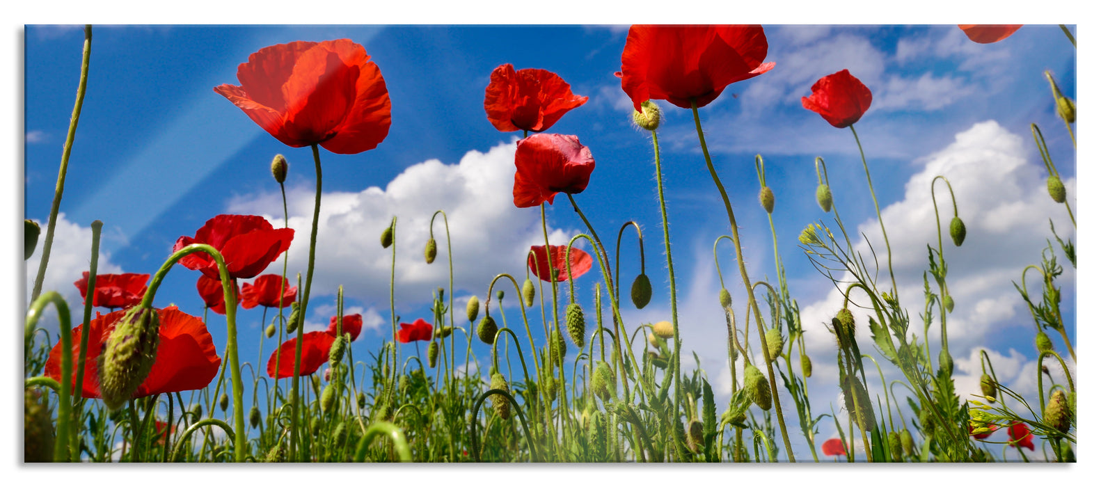 Pixxprint Wiese mit Blumen, Glasbild Panorama