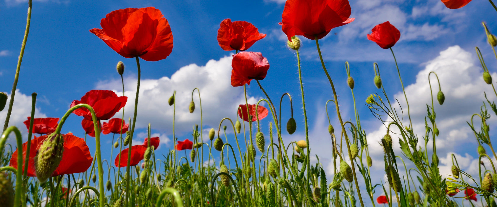 Wiese mit Blumen, Glasbild Panorama