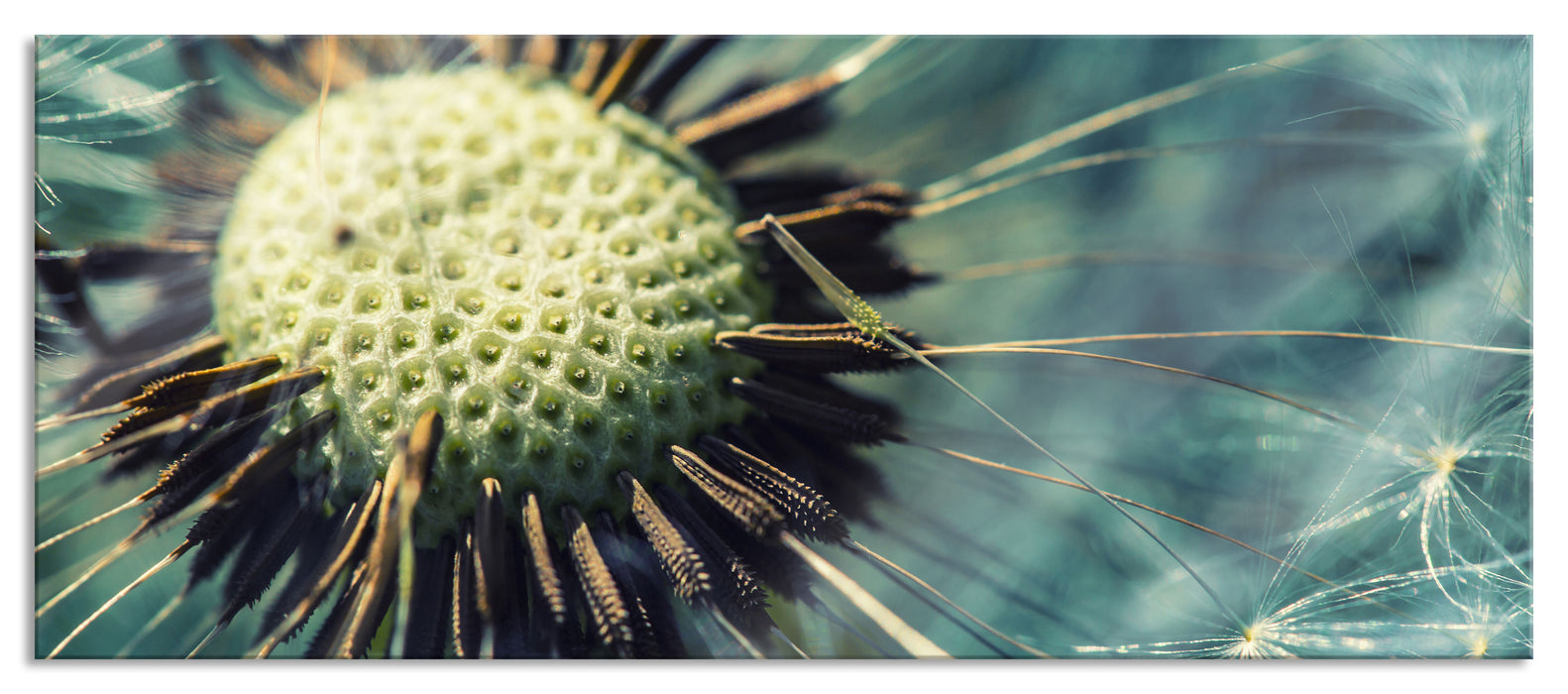 Pixxprint Nahaufnahme einer Pusteblume, Glasbild Panorama