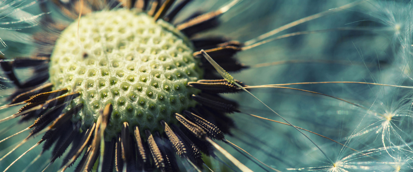 Nahaufnahme einer Pusteblume, Glasbild Panorama