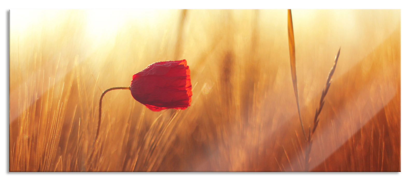 Pixxprint Einzelne rote Rose im Sonnenlicht, Glasbild Panorama