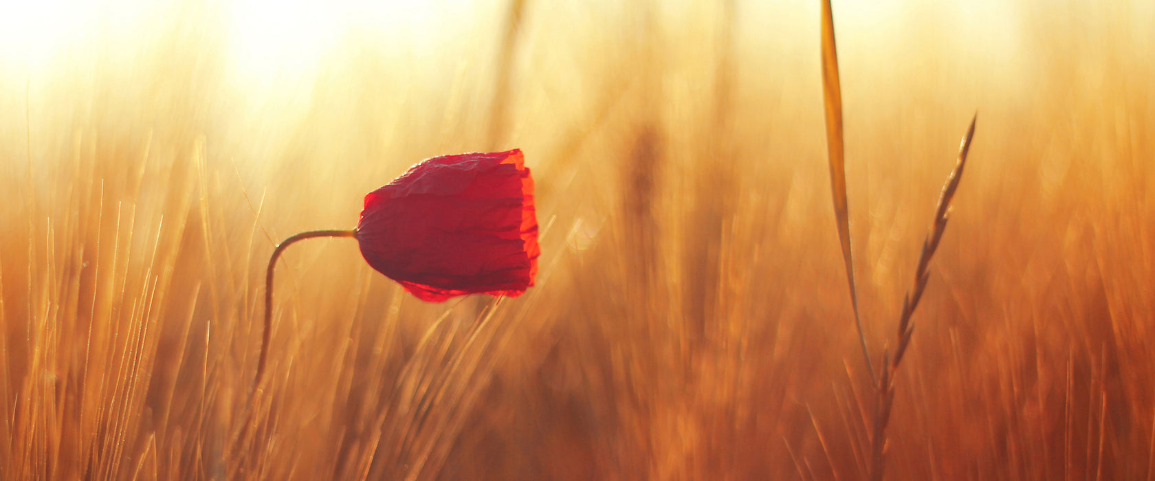 Einzelne rote Rose im Sonnenlicht, Glasbild Panorama