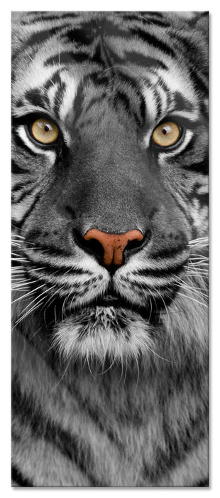 Pixxprint Aufmerksamer Tiger, Glasbild Panorama