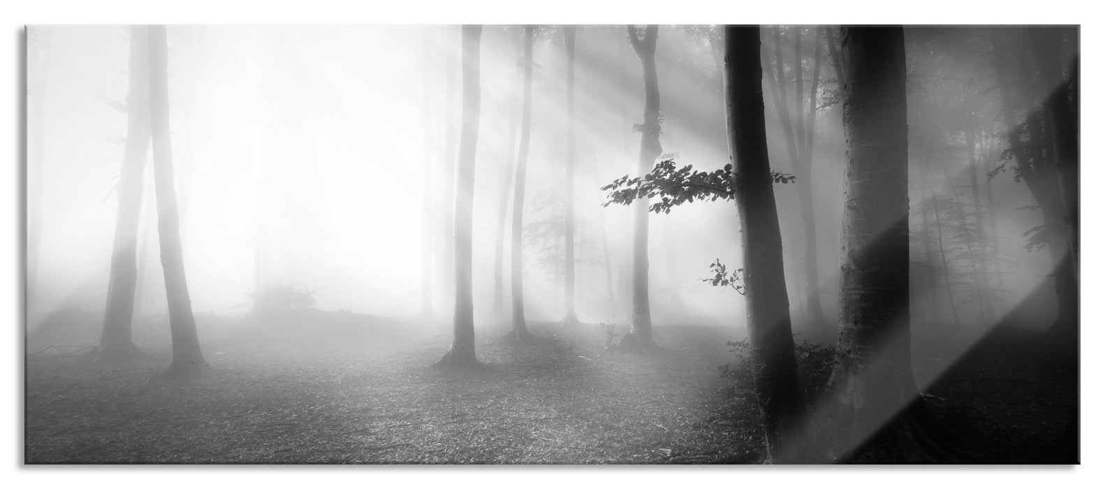 Pixxprint Düsterer Wald im Nebel, Glasbild Panorama