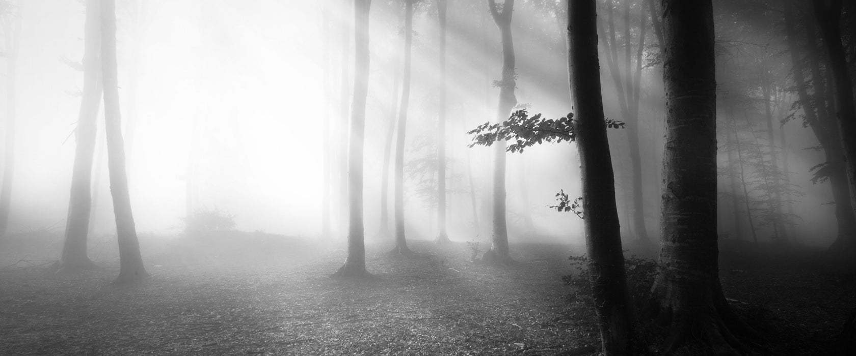 Düsterer Wald im Nebel, Glasbild Panorama