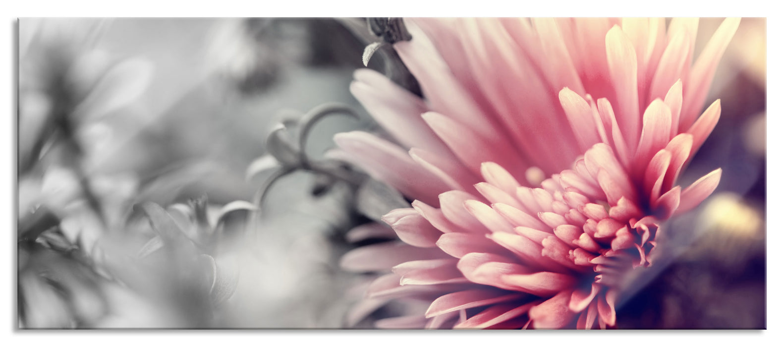 Pixxprint Romantische Blumen, Glasbild Panorama