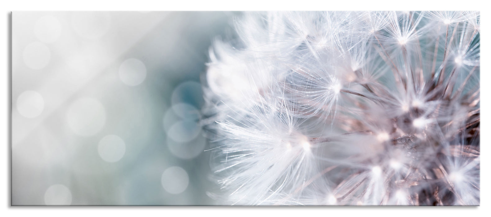 Pixxprint Zauberhafte Pusteblume, Glasbild Panorama