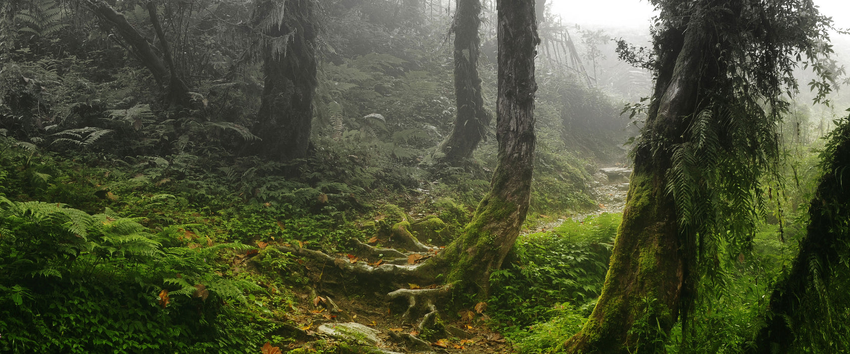 Unberührter Regenwald, Glasbild Panorama