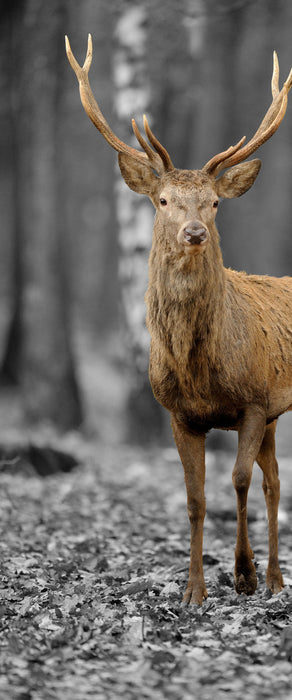 Schöner Hirsch im Wald, Glasbild Panorama